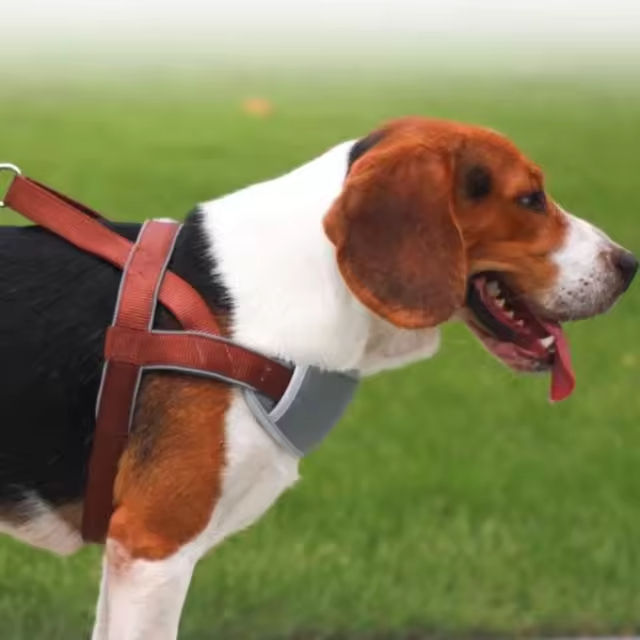 Westengeschirr mit verstellbarer Leine