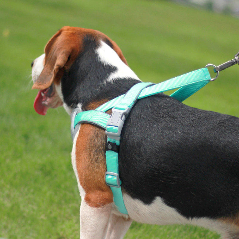 Westengeschirr mit verstellbarer Leine