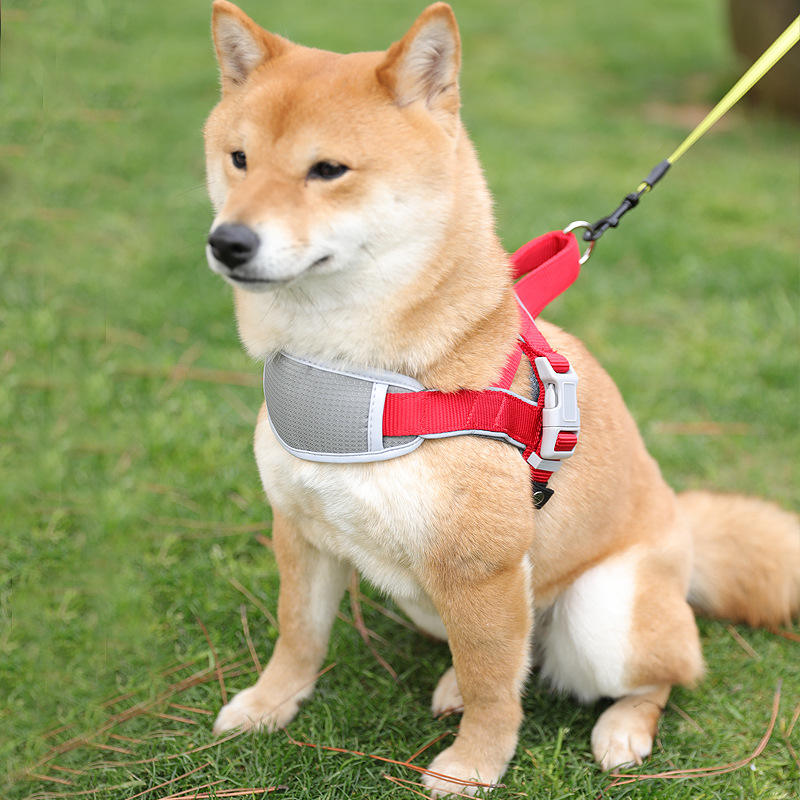 Westengeschirr mit verstellbarer Leine