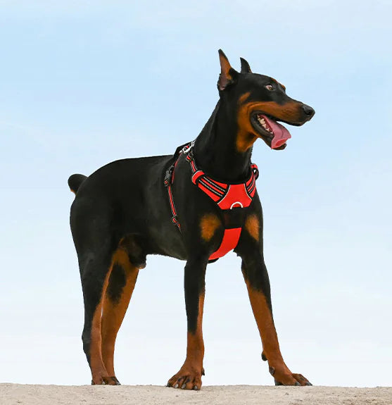 Arnés para perro grande durante un paseo