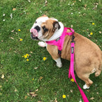 Arnés para perro pequeño durante un paseo