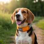 Beagle con collar naranja