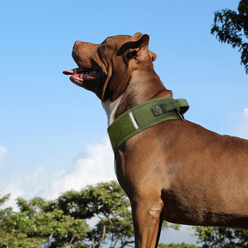 Collar para perro durante un paseo en el bosque