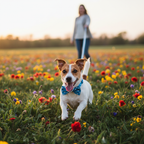 Correa para perro durante un paseo por el campo