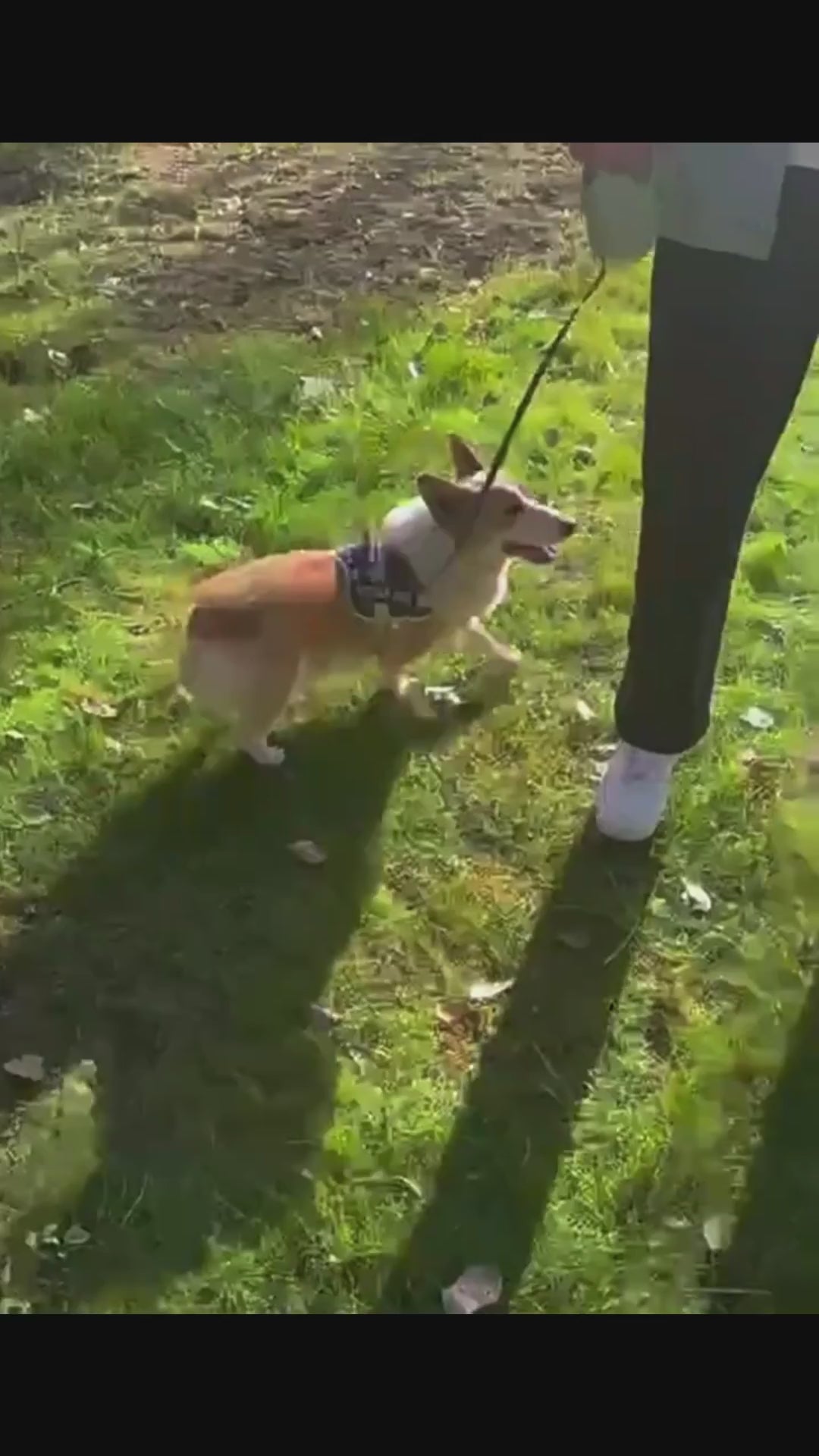 botella portátil 2 en 1 para cachorros